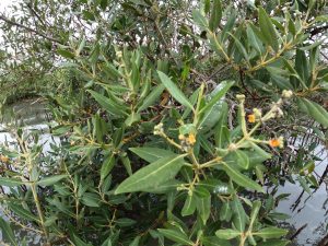 Field Survey for Capacity Building on “Technical Approaches for the Restoration of Key Habitats of Environmental Importance for the Sustainability of Fishery Resources (Mangroves, Coral Reefs, and Seagrasses)”