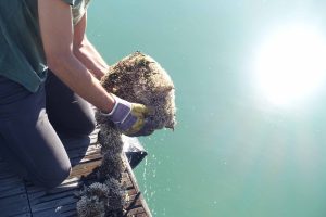 National workshop of the GEF-IMO-UNDP GloFouling Partnerships Project and National Task force meeting on Biofouling management and invasive aquatic species in Aqaba-Jordan